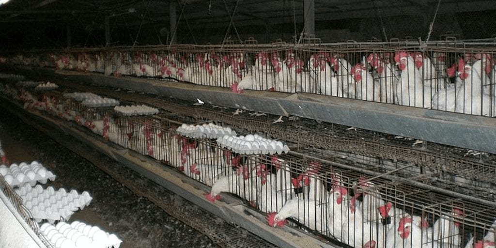 ‘Groundbreaking’ New Law Bans Battery Hen Eggs In Washington