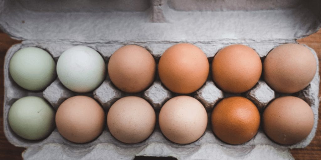 ‘No-Kill’ eggs go on sale, potentially saving billions of chicken lives a year