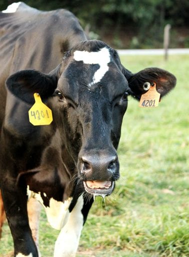 10 Horrific Halloween Horror Stories Cows Would Tell Each Other About Humans