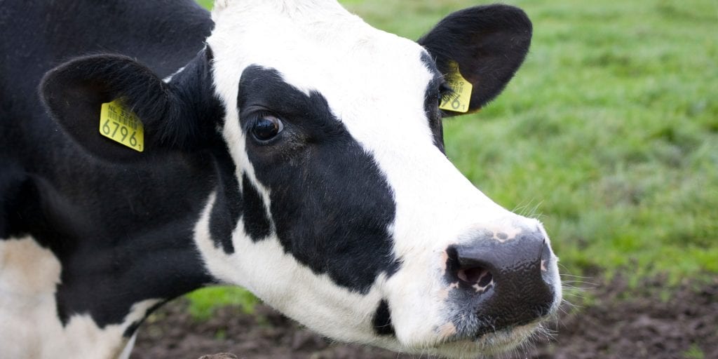 10 Horrific Halloween Horror Stories Cows Would Tell Each Other About Humans