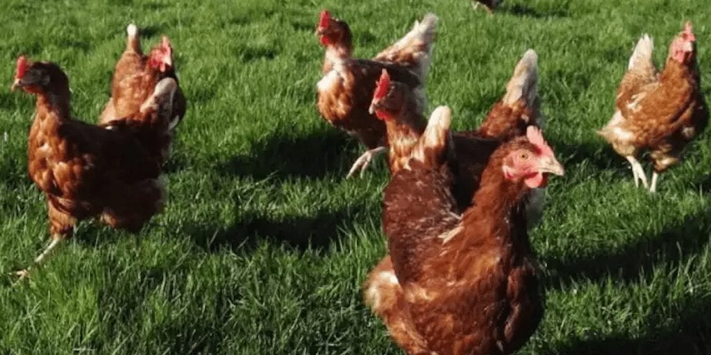 A Farm’s 6,000 healthy hens will be slaughtered if they aren’t adopted before Christmas
