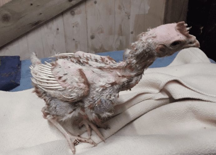 All Hope Was Lost For These Four Battery Hens, Until A Vegan Opened Her Heart And Home To Them