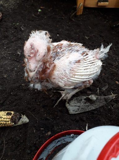 All-Hope-Was-Lost-For-These-Four-Battery-Hens-Until-A-Vegan-Opened-Her-Heart-And-Home-To-Them
