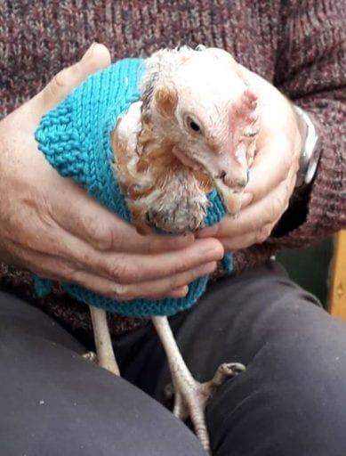 All Hope Was Lost For These Four Battery Hens, Until A Vegan Opened Her Heart And Home To Them