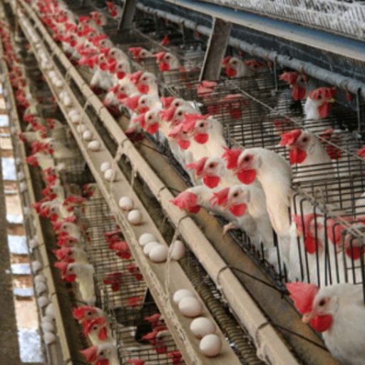 BREAKING- Battery Hens Will Be Cage-Free In California Thanks To Strongest Animal Protection Legislation In The World Prop 12