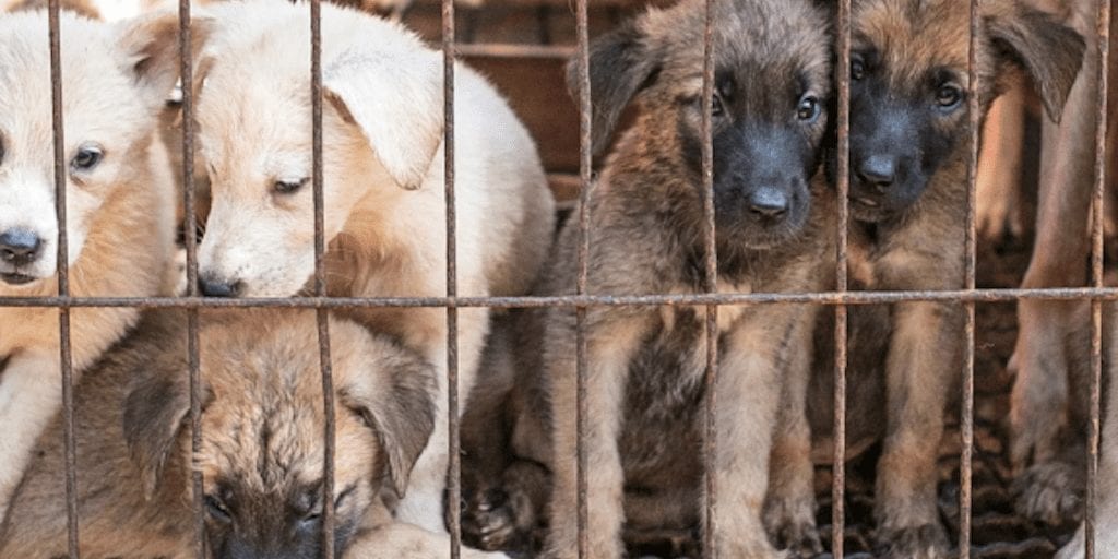 One of South Korea’s biggest dog meat factories closes due to falling demand and relentless activism