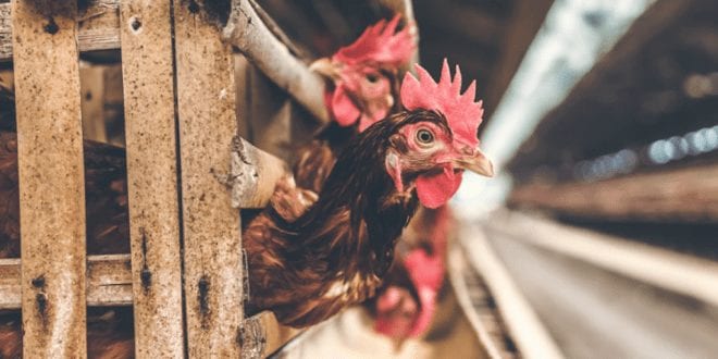 34,000 abandoned chickens freeze to death in slaughterhouse trucks