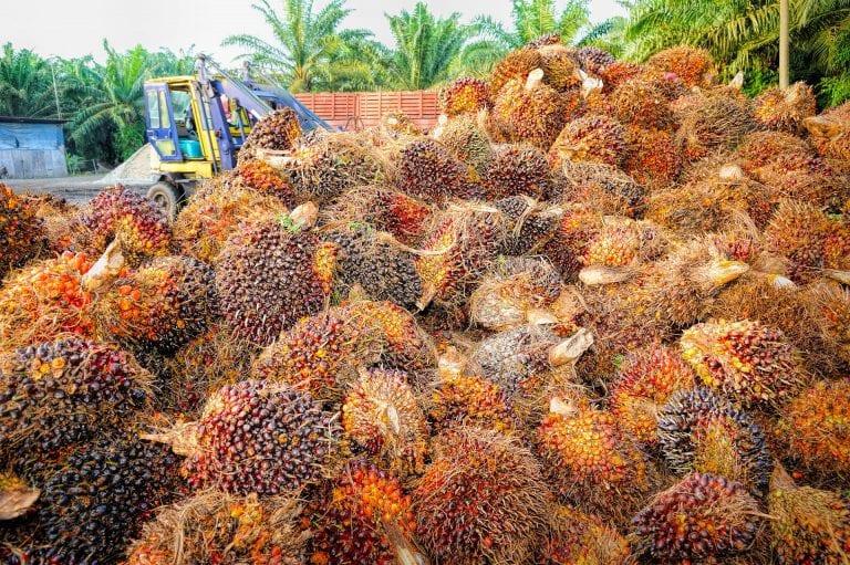 Is palm oil vegan- Everything you need to know about palm oil