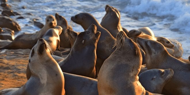 Petition: Activists Fight US Bill Which Allows 1000 Sea Lions To Be Slaughtered Each Year
