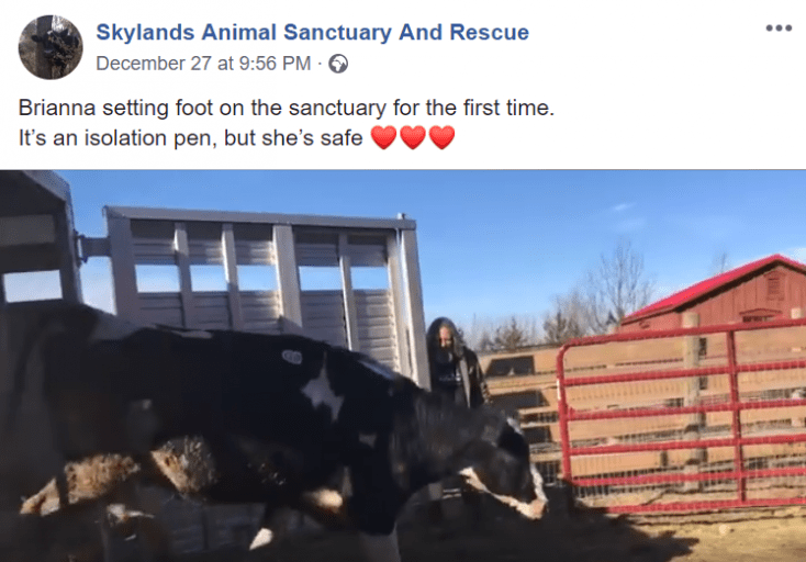 Pregnant Cow Escapes Slaughterhouse Truck, Starts New Life, Gives Birth, Is Adorable