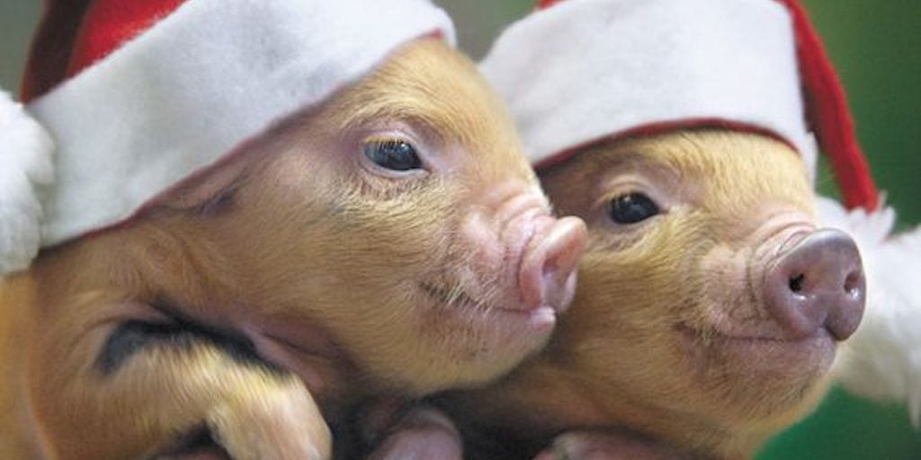 Unbearably Cute Animals Wearing Christmas Hats Should Stop Anyone Eating Meat This Christmas