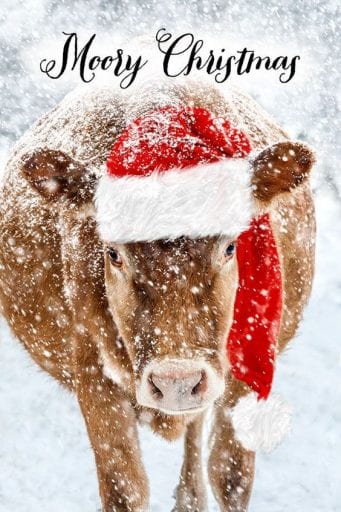 These 20+ unbearably cute animals wearing Christmas hats should stop anyone eating meat this Christmas