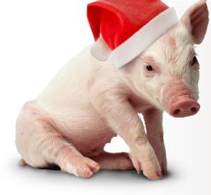 These 20+ unbearably cute animals wearing Christmas hats should stop anyone eating meat this Christmas