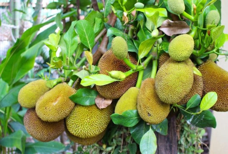 What Is Jackfruit- Everything You Need To Know About Jackfruit