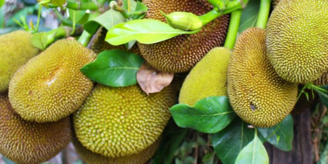 What Is Jackfruit- Everything You Need To Know About Jackfruit