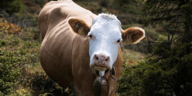 Young cows have similar emotions to human children, research finds
