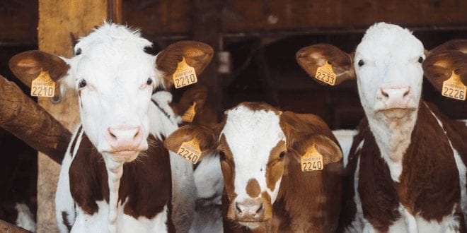 Farmers Want To Engage With ‘Moderate Vegans’ To Prevent The Industry’s Inevitable Downfall