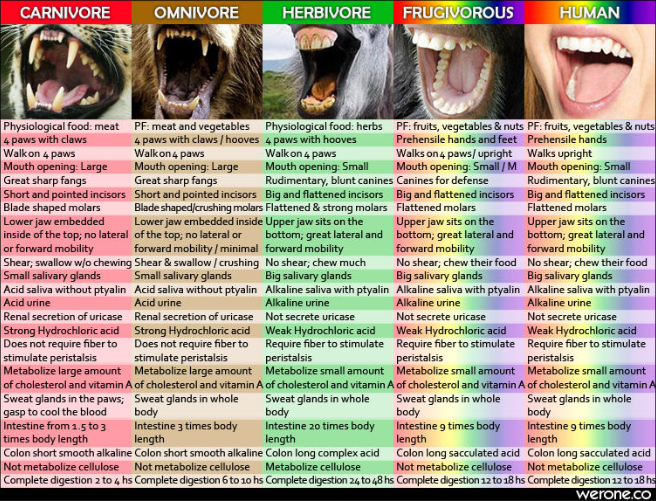 ‘But Humans Have Canines’ Why A Common Argument Against Veganism Is Totally Flawed