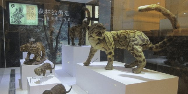 'Multiple Sightings' Reported Of An Officially Extinct Clouded Leopard Species