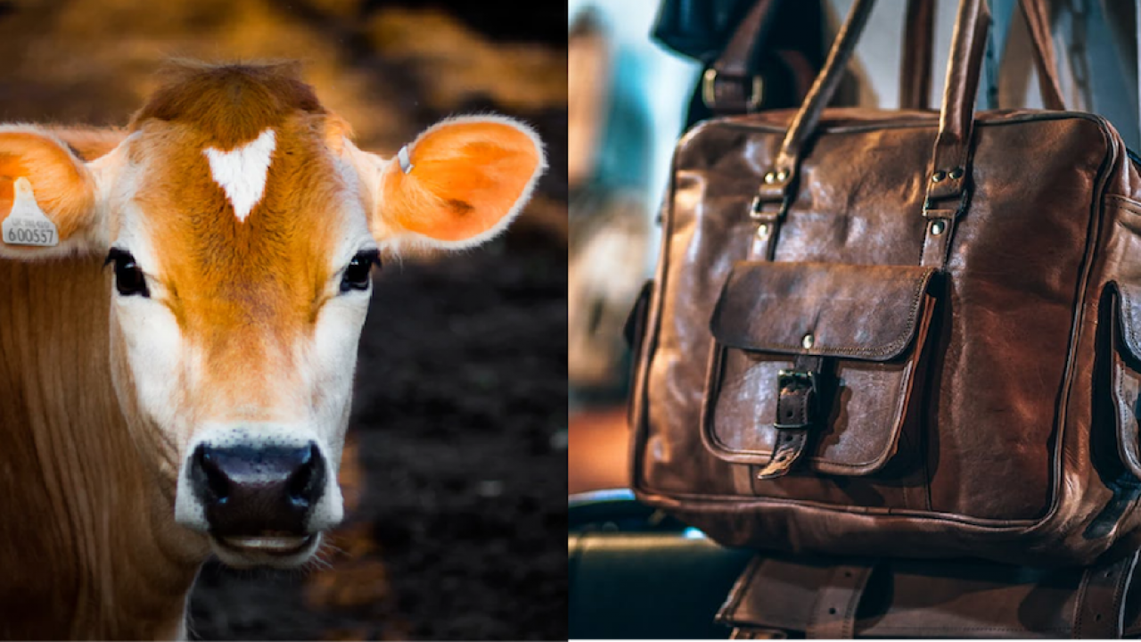 The brutal realities of leather: one billion animals slaughtered and abused  every year | Totally Vegan Buzz