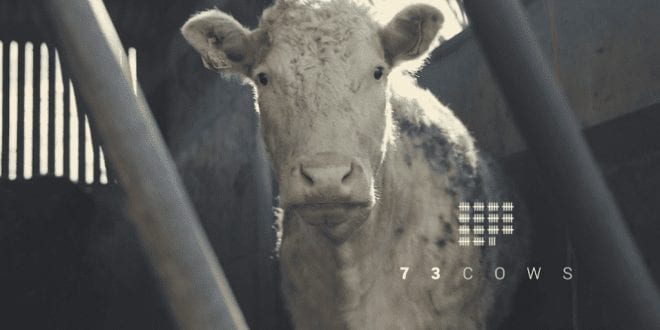 Vegan Documentary ’73 Cows’ To Be Screened To Policymakers At European Parliament