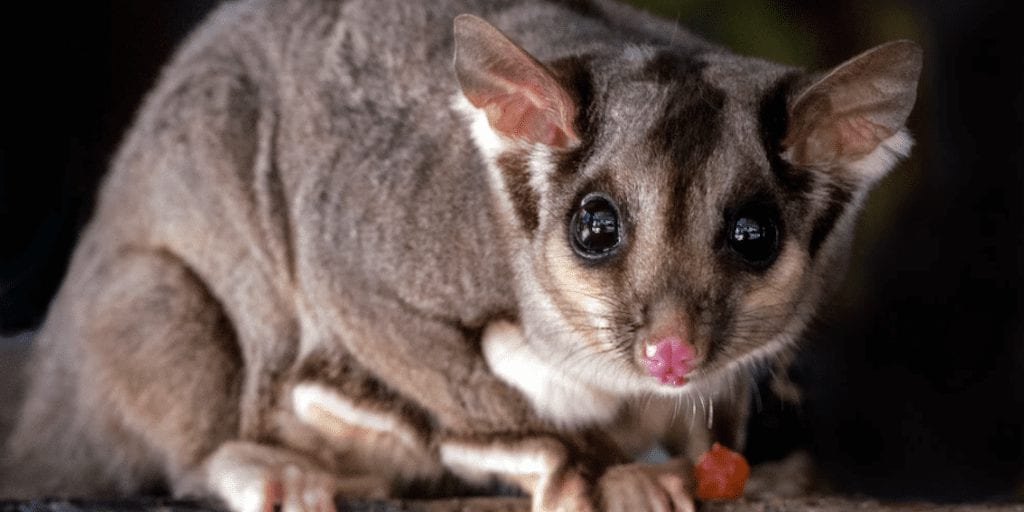 Australia's network of animal sanctuaries has saved 13 endangered species  from extinction | Totally Vegan Buzz