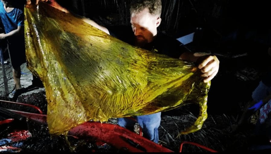 Dead whale found with 40kg of plastic bags in its stomach