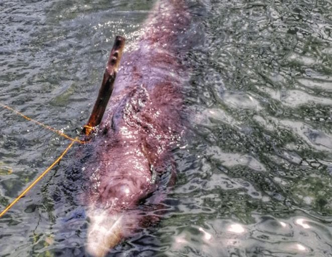 Dead whale found with 40kg of plastic bags in its stomach