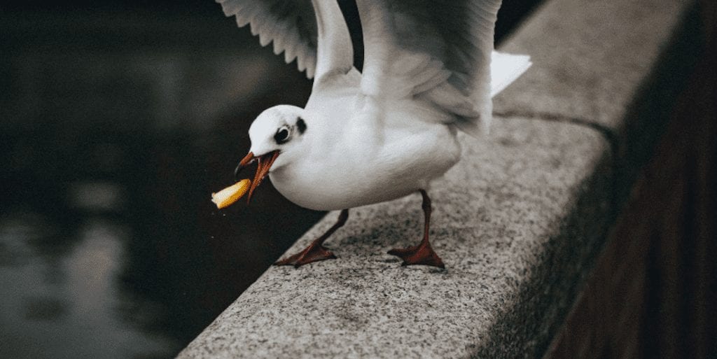 Man kills seagull for stealing his chips, locals demand cull
