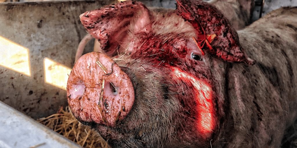 Pig slaughterhouse forced to close due to falling demand and relentless activism1