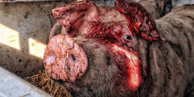 Pig slaughterhouse forced to close due to falling demand and relentless activism