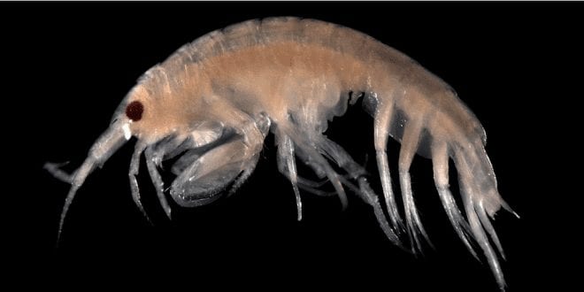 Scientists discovered plastic inside crustaceans at the ocean’s deepest point
