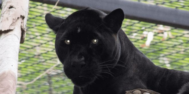 Jaguar ‘attacks’ woman who crosses zoo barrier to take selfie