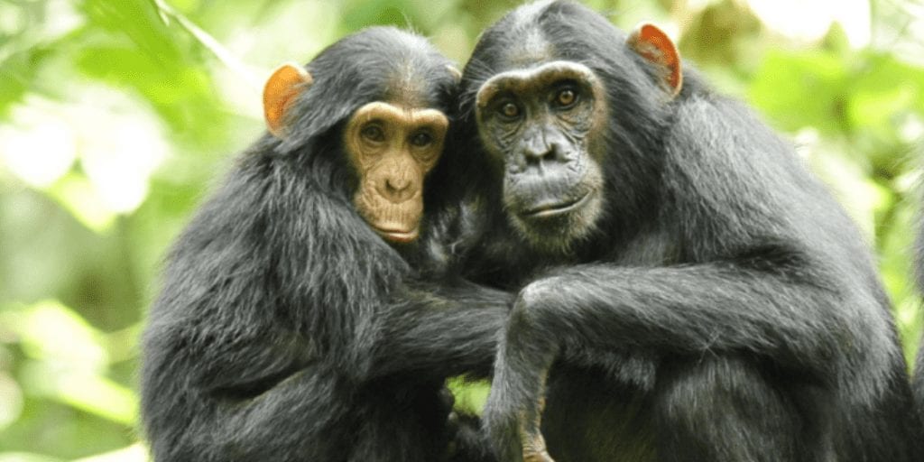 Chimpanzee meat is being eaten across the UK