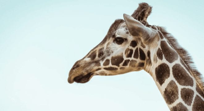 Giraffes Set To Be Listed As An Endangered Species