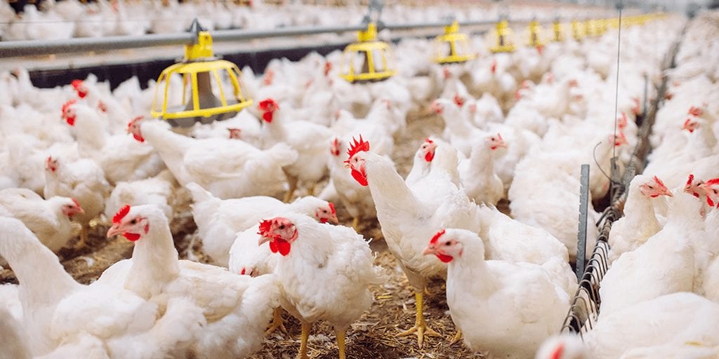 Poultry industry scandal as unregulated antibiotics are seized at UK airport