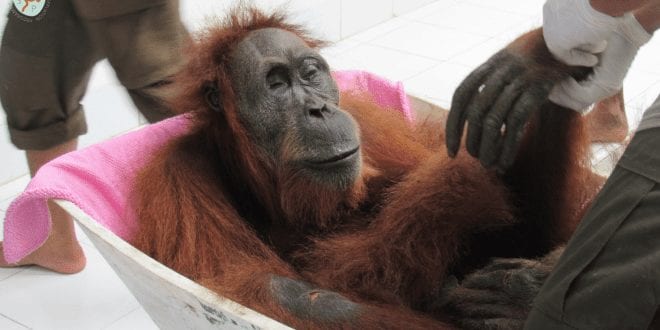 Rescuers found an orangutan with 74 gunshot wounds, but they couldn’t save her baby