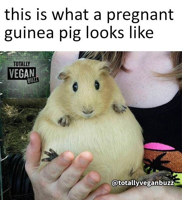 This Is What A Pregnant Guinea Pig Looks Like Totally Vegan Buzz