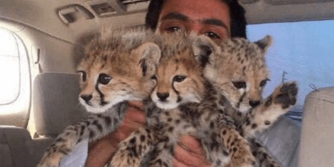 A-Ridiculous-Big-Cat-Selfie-Craze-Is-Driving-Cheetahs-To-The-‘Brink-Of-Extinction’