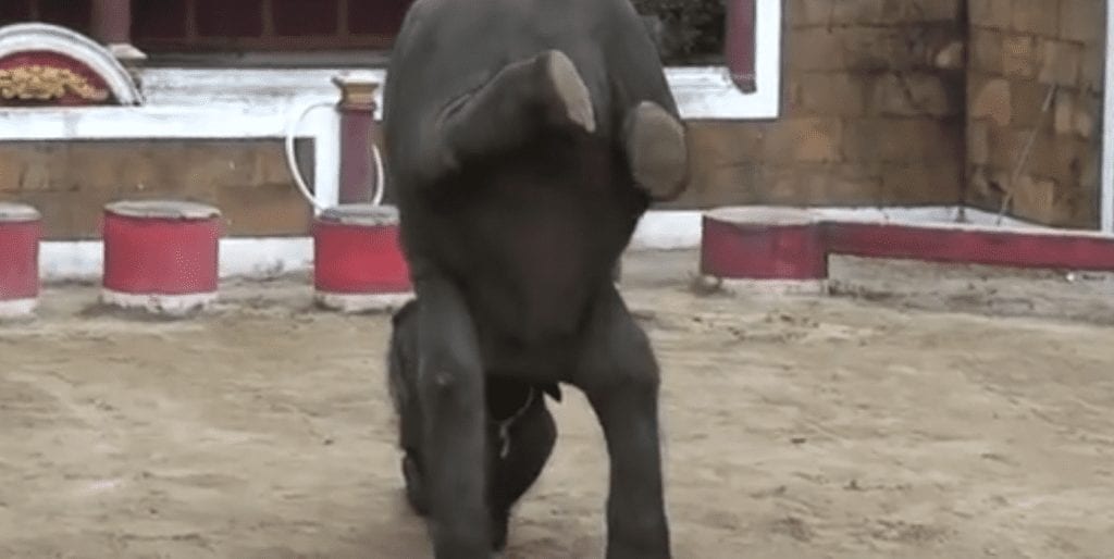 Baby Elephant Dubbed The ‘Real-Life Dumbo’ Dies After Its Legs Snap At Zoo Where It Was Forced To Perform For Tourists
