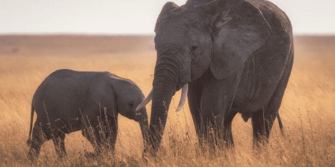 Botswana lifts 5-year elephant hunting ban