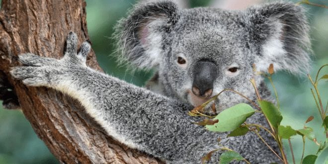 Koalas Declared ‘Functionally Extinct’ After Numbers Fall Below A Sustainable Level