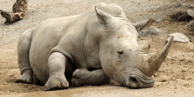 Malaysia’s last male Sumatran rhino dies