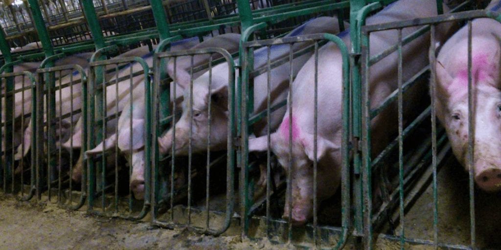 Meat industry braces itself for $3.2 billion loss as customers reject animal abuse