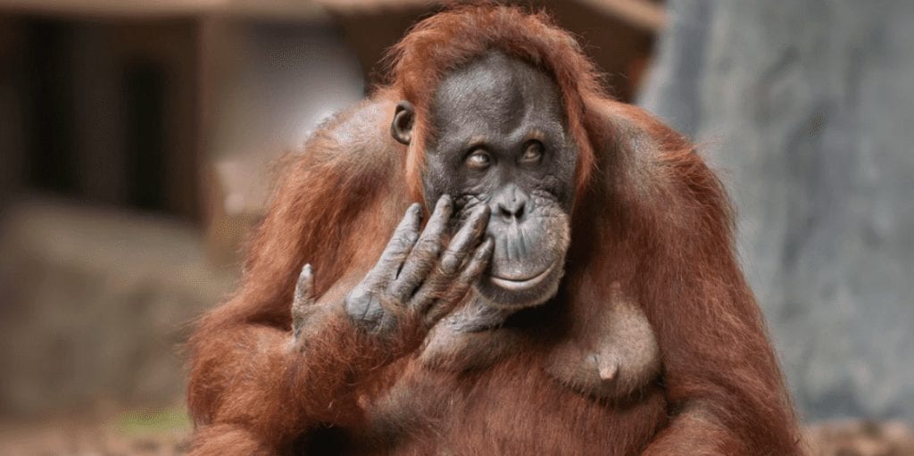 Orangutans-Face-Extinction-Within-A-Decade-If-No-Action-Is-Taken