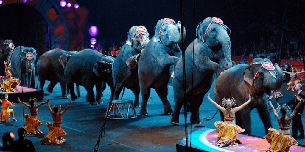 The US Is One Step Closer To Banning Travelling Animal Circuses