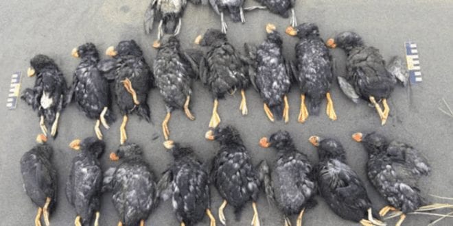Thousands of puffins starve to death and wash up on Alaskan beaches because of climate change
