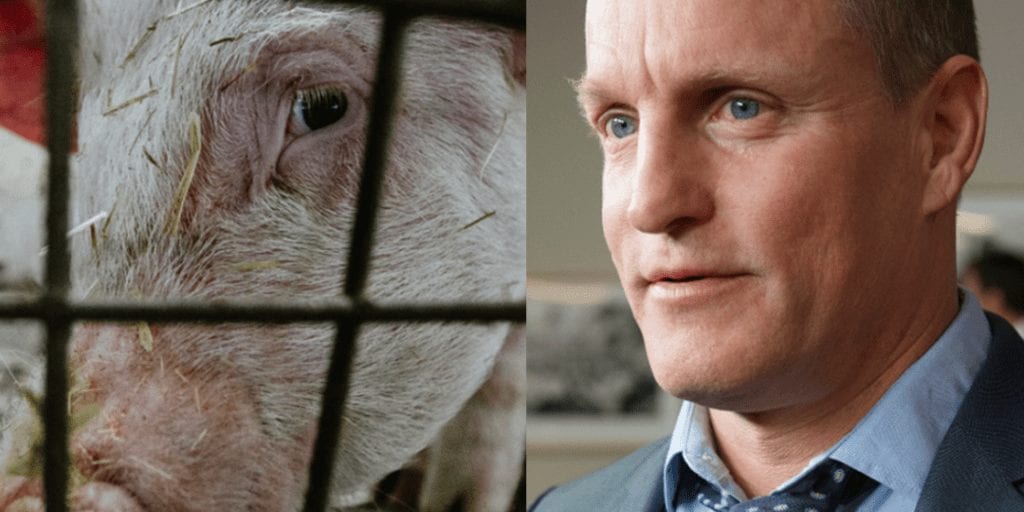 Woody Harrelson demands end to ‘cruel’ Texas pig rodeo where contestants torment terrified pigs