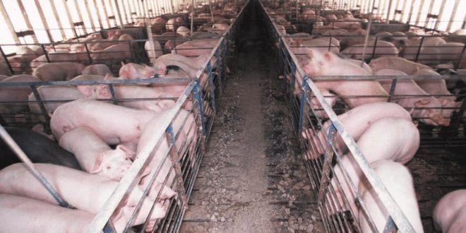 1 MILLION pigs die in raging swine flu outbreak in China’s pork industry