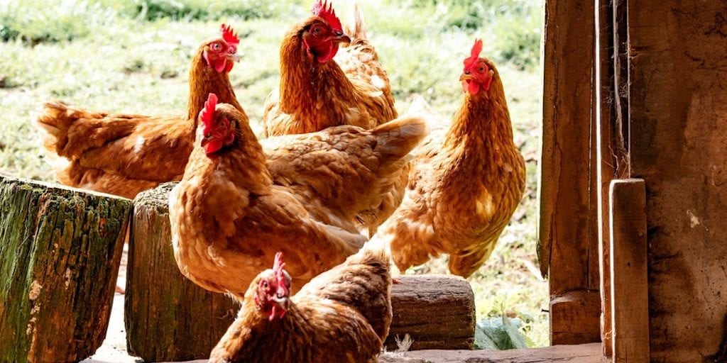 Can you help? Thousands of hens need rehoming or face slaughter
